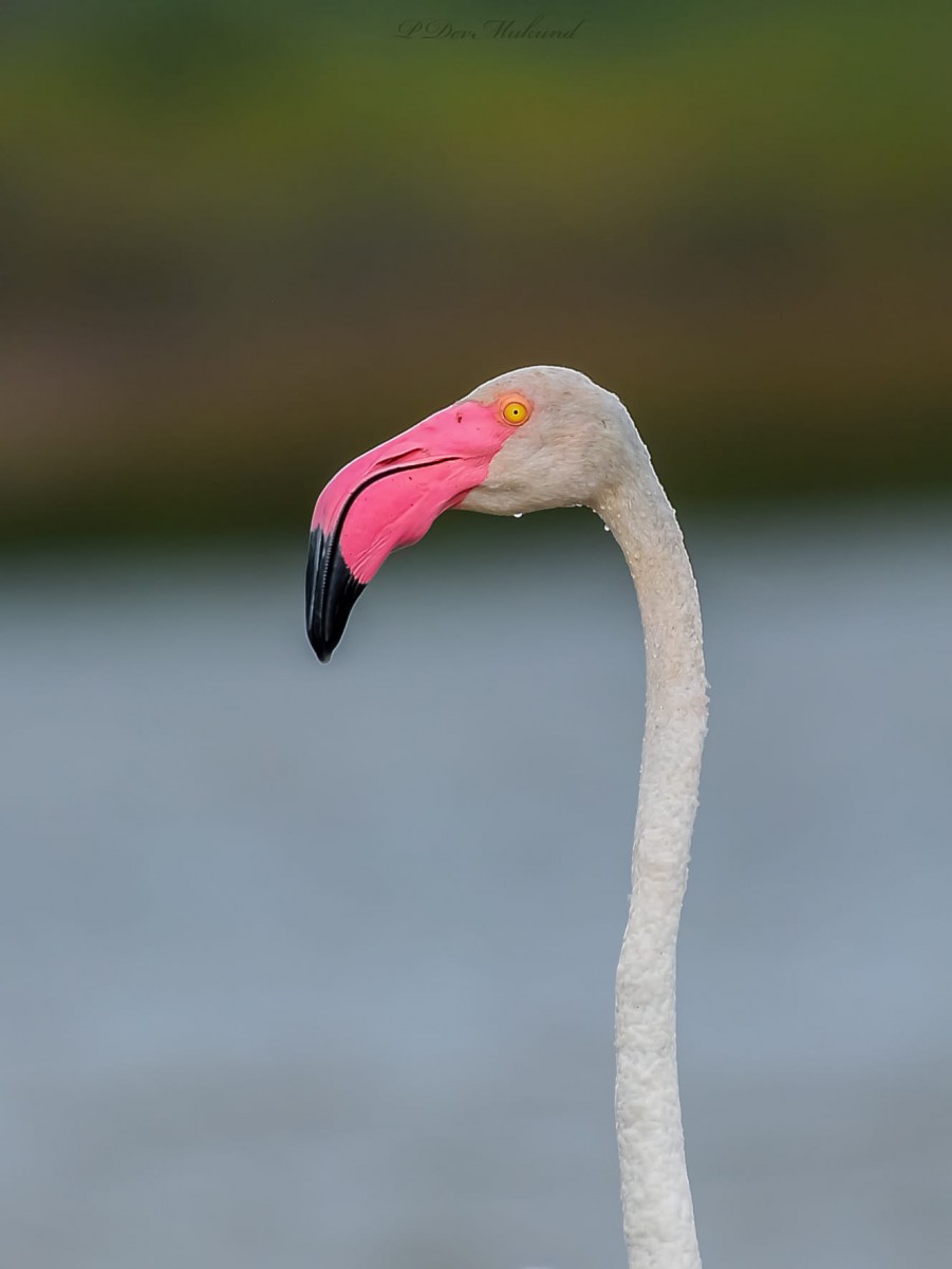 Phoenicopterus roseus Pallas, 1811